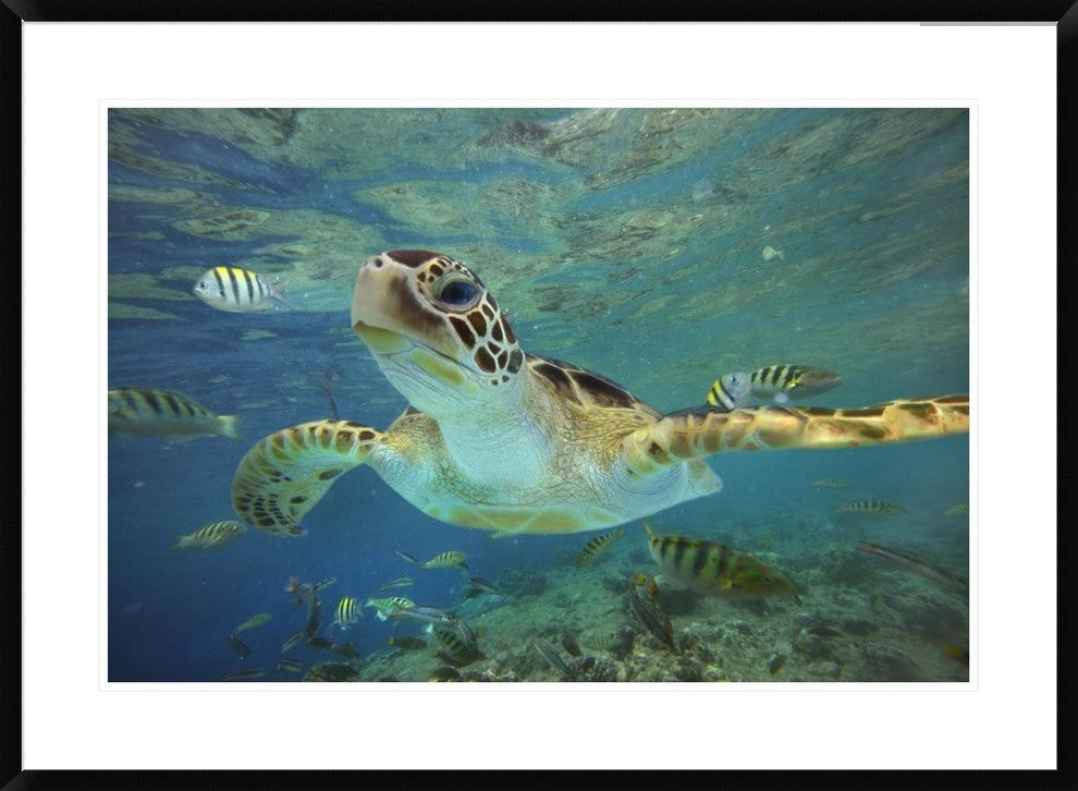 "Green Sea Turtle, Balicasag Island, Philippines"  by Tim Fitzharris, 38x28"