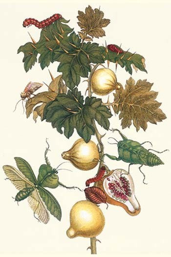 Nipple Fruit with a Leaf Mantus- Canvas Poster 20" x 30"