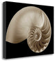 "Ocean Keepsake II" By Charles Britt, Giclee Print on Gallery Wrap Canvas