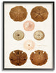 Beach Sand Dollar Illustration Vintage Marine Study24x30