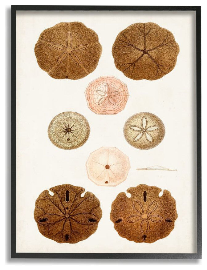 Beach Sand Dollar Illustration Vintage Marine Study24x30