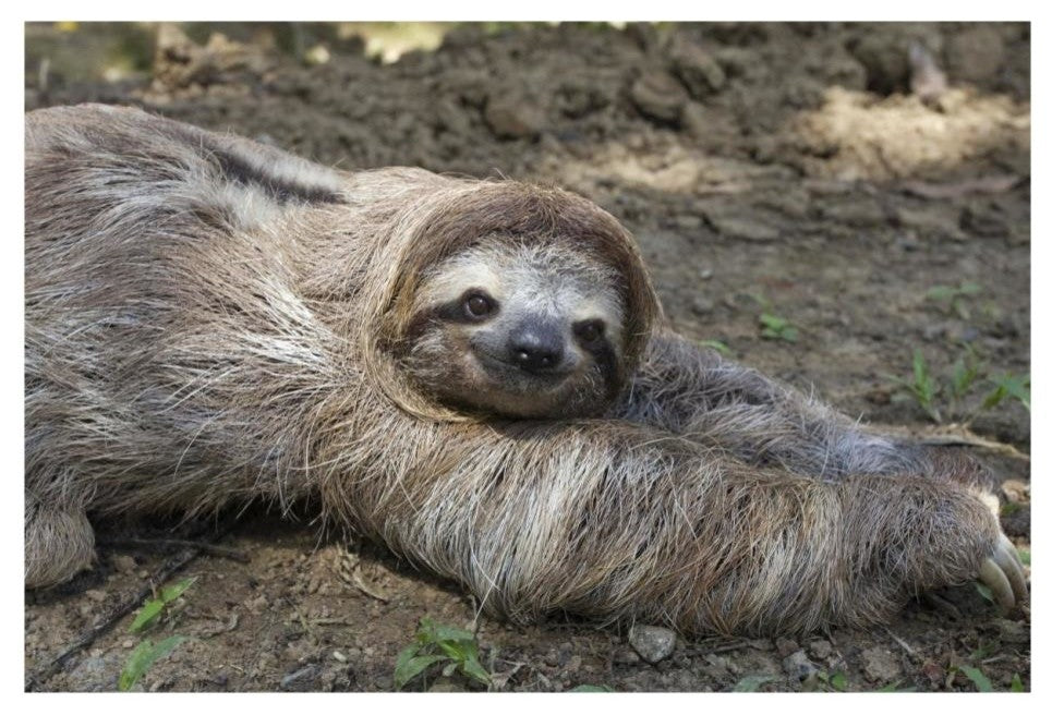 "Brown-throated 3-toed Sloth male, Aviarios Sloth Sanctuary" Paper Art, 26"x18"