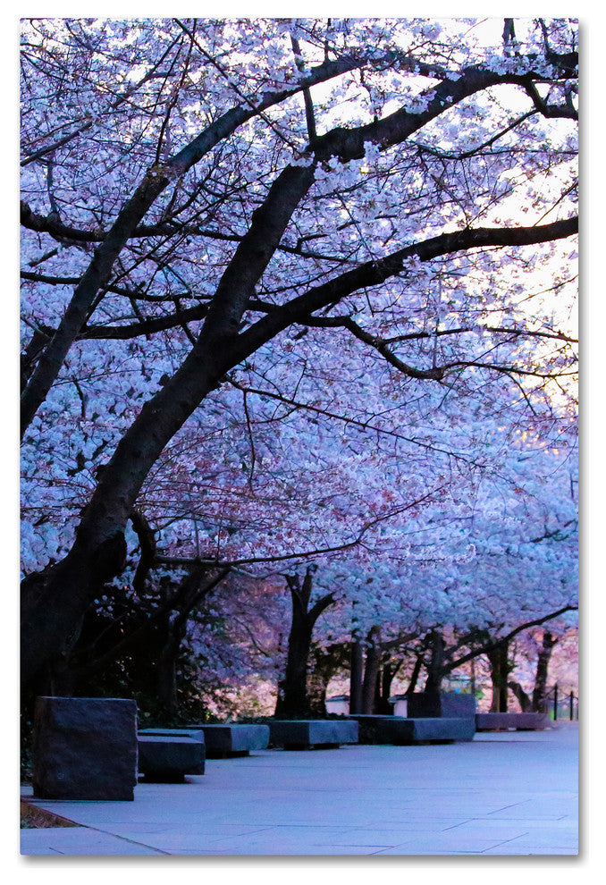 CATeyes 'Cherry Blossom Shade' Canvas Art, 30x47