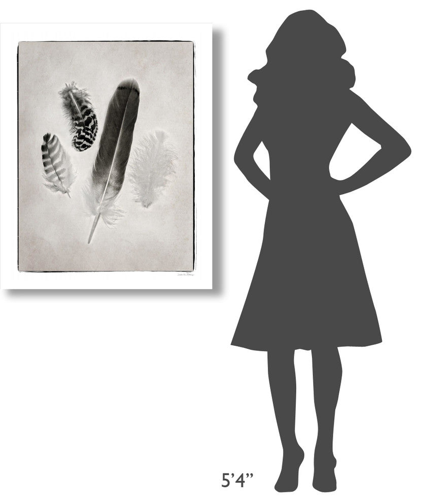 "Feather Group I - BW" Digital Paper Print by Debra Van Swearingen, 30"x37"