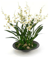 Dancing Orchids in Black Oval Planter