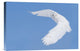 "Hunting Snowy Owl" Stretched Canvas Giclee by Mircea Costina, 18x12"
