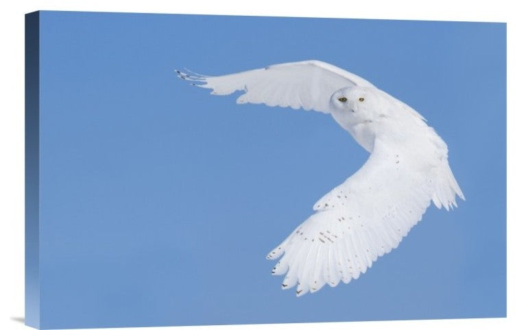 "Hunting Snowy Owl" Stretched Canvas Giclee by Mircea Costina, 18x12"