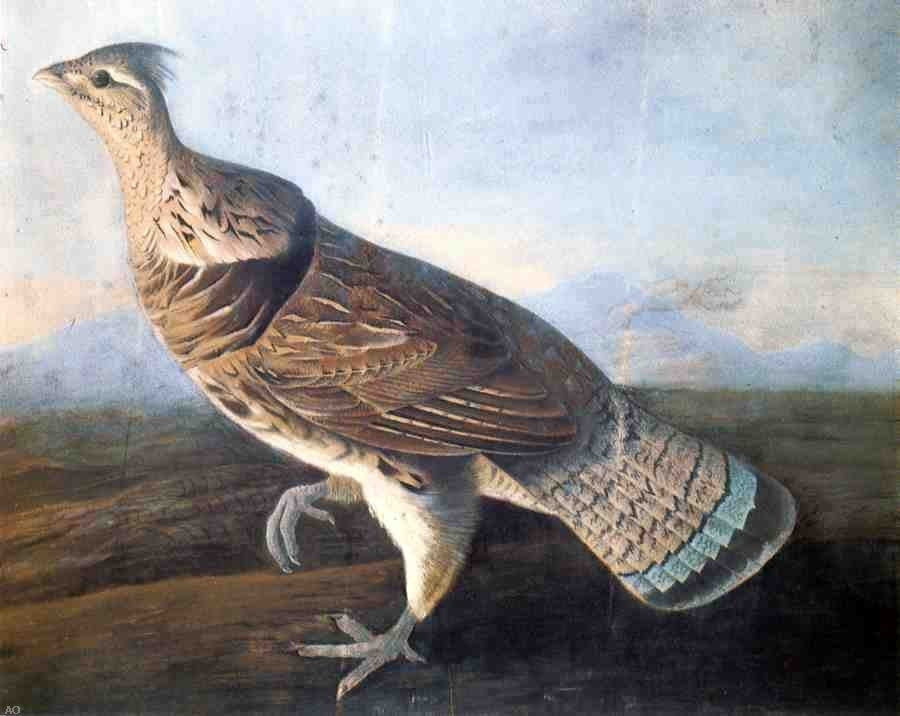 John James Audubon Ruffed Grouse, 20"x25" Wall Decal