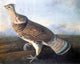 John James Audubon Ruffed Grouse, 20"x25" Wall Decal