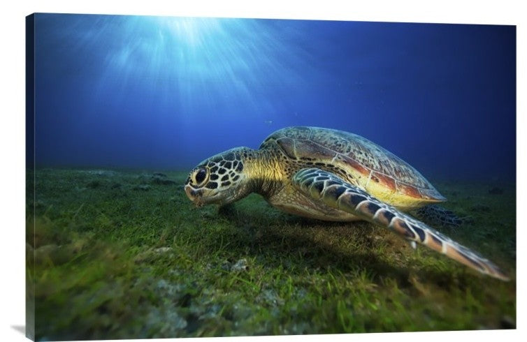 "Green Turtle" Stretched Canvas Giclee by Barathieu Gabriel, 30"x20"