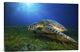 "Green Turtle" Stretched Canvas Giclee by Barathieu Gabriel, 30"x20"