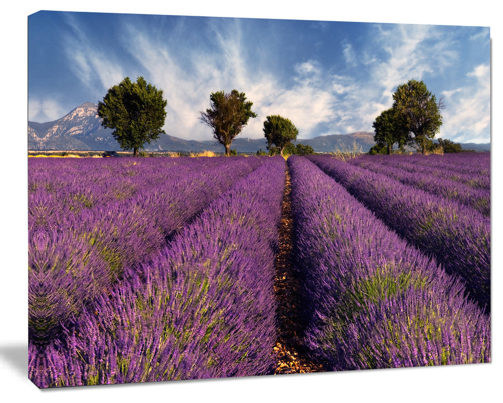 Lavender Field on Windy Afternoon, Large Flower Canvas Wall Art, 20"x12"