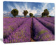 Lavender Field on Windy Afternoon, Large Flower Canvas Wall Art, 20"x12"