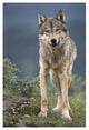 "Gray Wolf North America" Digital Paper Print by Tim Fitzharris, 26"x38"