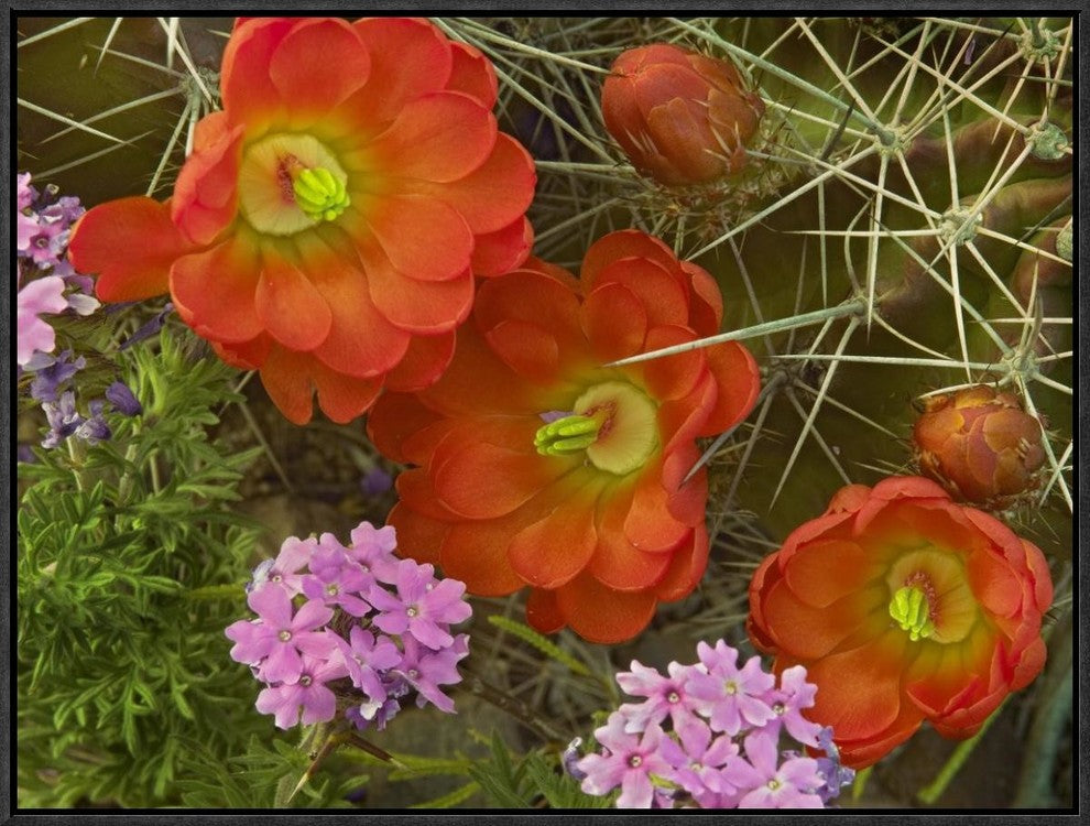 Claret Cup Cactus and Verbena Detail Of Flowers In Bloom, North America, 24"x18"