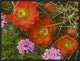 Claret Cup Cactus and Verbena Detail Of Flowers In Bloom, North America, 24"x18"