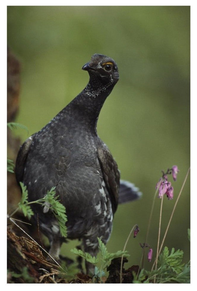 "Blue Grouse, North America" Digital Paper Print by Tim Fitzharris, 22"x32"