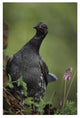 "Blue Grouse, North America" Digital Paper Print by Tim Fitzharris, 22"x32"
