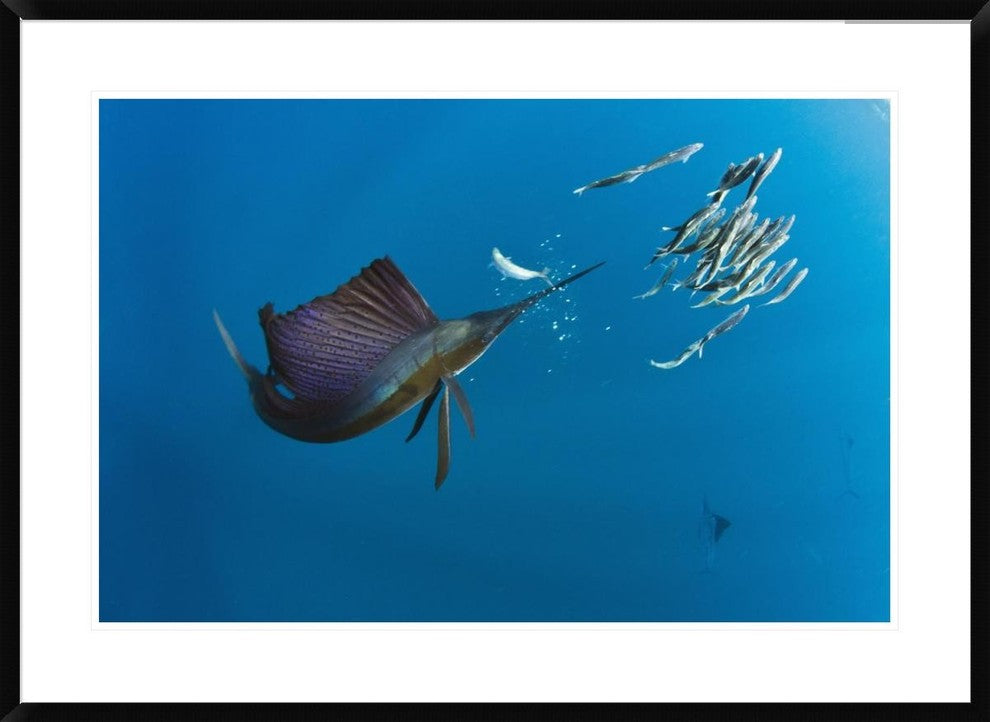 Atlantic Sailfish Hunting Round Sardinella, Isla Mujeres, Mexico, 36"x26"