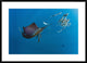 Atlantic Sailfish Hunting Round Sardinella, Isla Mujeres, Mexico, 36"x26"