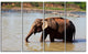 Elephant in Water in Sri Lanka, African Canvas Print, 48"x28", 4 Panels