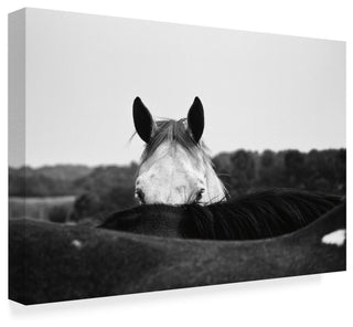 Aledanda 'Flirt White Horse' Canvas Art