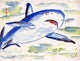 Sharks Door Mat 18x26