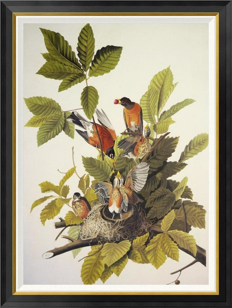 "American Robin" Framed Canvas Giclee by John James Audubon, 32"x42"