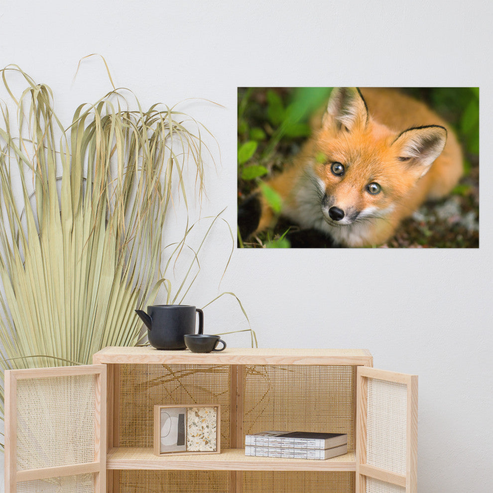 Young Red Fox Face Animal Wildlife Nature Photograph Loose Wall Art Print, 24" X 36"