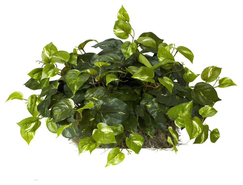 Pothos Ledge Silk Plant, Set on Foam