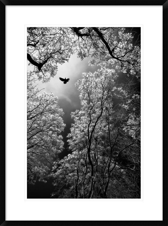"Flight" Framed Digital Print by Goran Stamenkovic, 24x32"