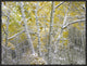 Quaking Aspens Near Kebbler Pass, Gunnison National Forest, Colorado, 24"x18"