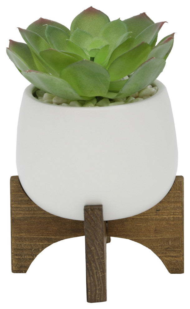 Succulent In 4.5" Matte White Ceramic Planter On Wood Stand