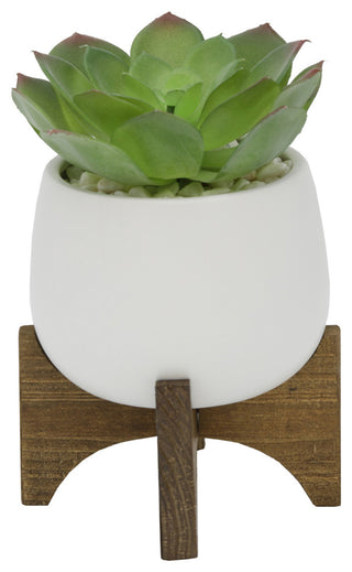 Shows the full succulent planter on a uniform white background with no overlays; front-facing presentation suitable as primary product image.