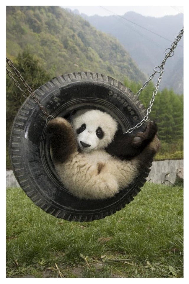 "Giant Panda cub playing in swing, Wolong Nature Reserve" Paper Art, 18"x26"