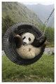 "Giant Panda cub playing in swing, Wolong Nature Reserve" Paper Art, 18"x26"
