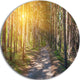 Thick Forest With Yellow Sun Rays, Landscape Disc Metal Wall Art, 11"