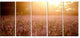 Brown Tinged Lavender Field Sunset, Floral Canvas Art Print, 60"x28", 5 Panels