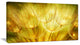 "Soft Yellow Dandelion Flowers" Floral Photography Canvas Print, 32"x16"