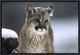 "Mountain Lion cub in snow, Montana"  by Tim Fitzharris, 19x13"