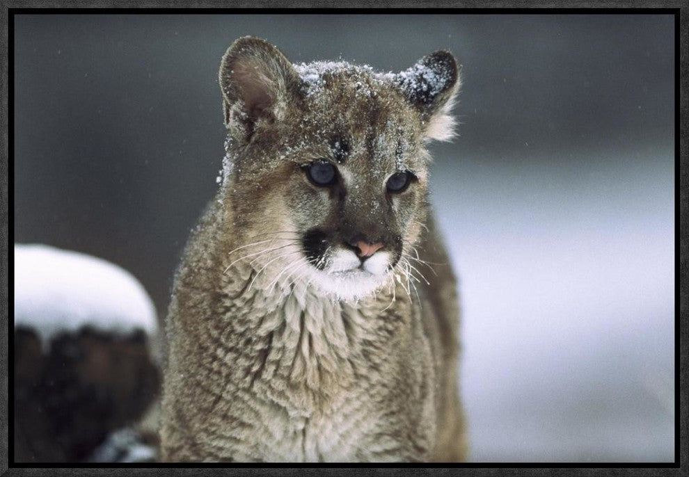 "Mountain Lion cub in snow, Montana"  by Tim Fitzharris, 19x13"