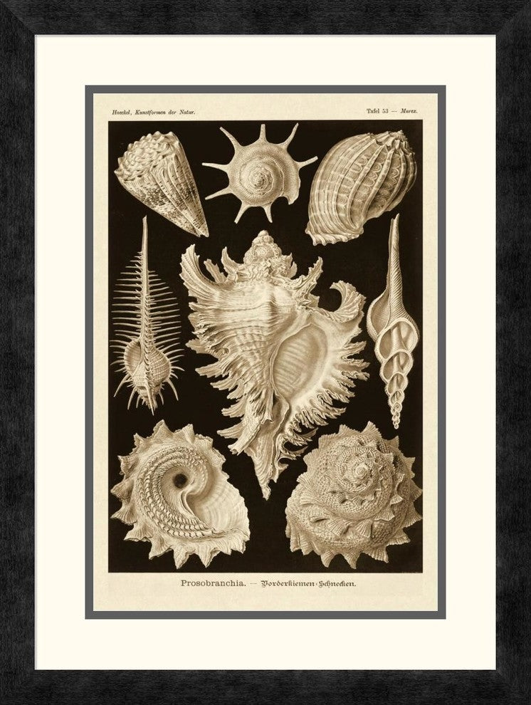 "Haeckel Nature Illustrations: Gastropods - Sepia Tint" Framed Print, 18"x24"