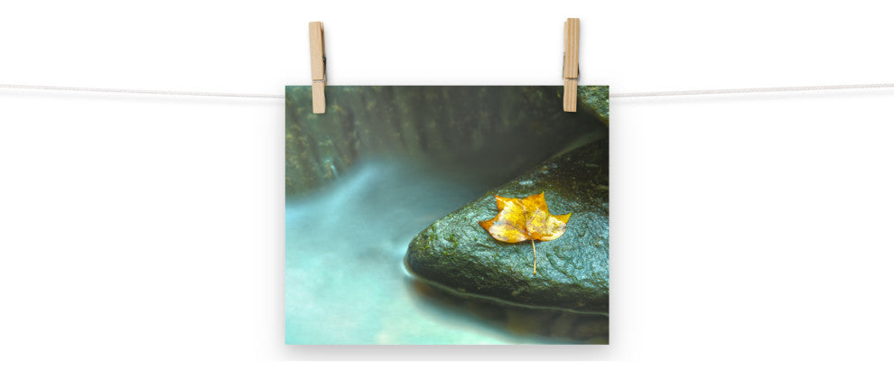 Misty Leaf Nature Photography, Botanical Unframed Wall Art Print, 8" X 10"
