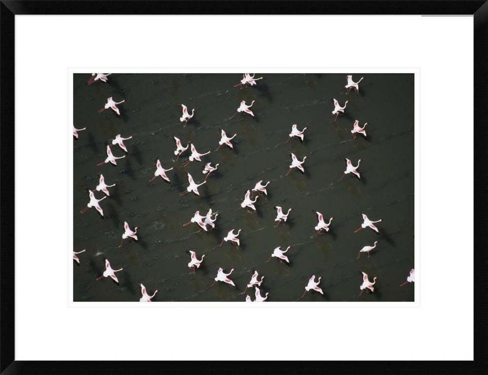 Lesser Flamingo Flock Taking Flight From The Surface Of A Lake, Kenya, 24"x18"