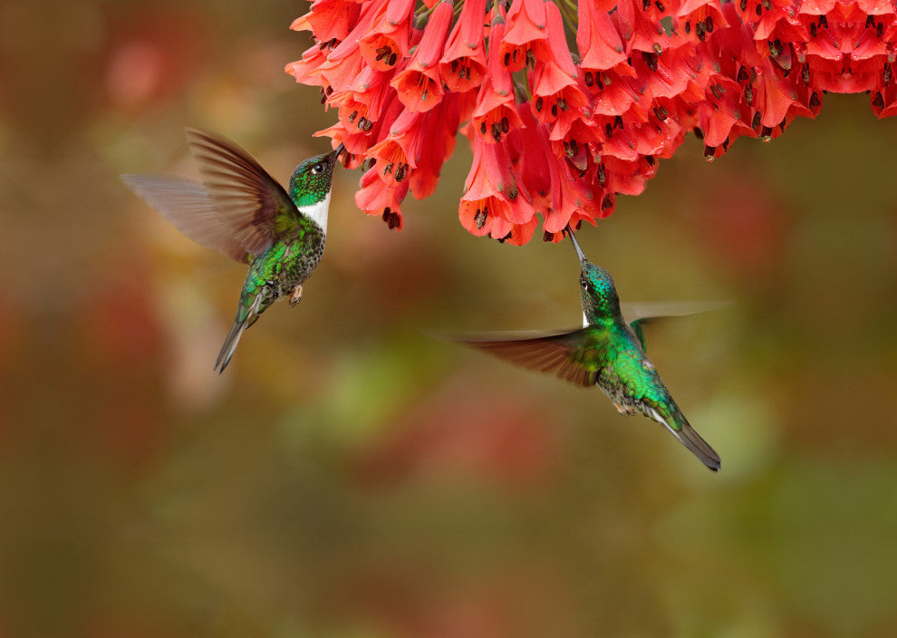 Hummingbirds Reddish-Orange Flowers Animal Wildlife Photo Canvas Wall Art Print, 16" X 20"
