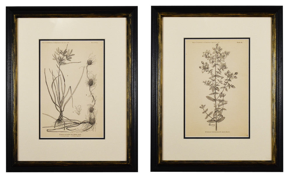 Original Vintage 1887 Botanical Herb Framed Print, Set of 2