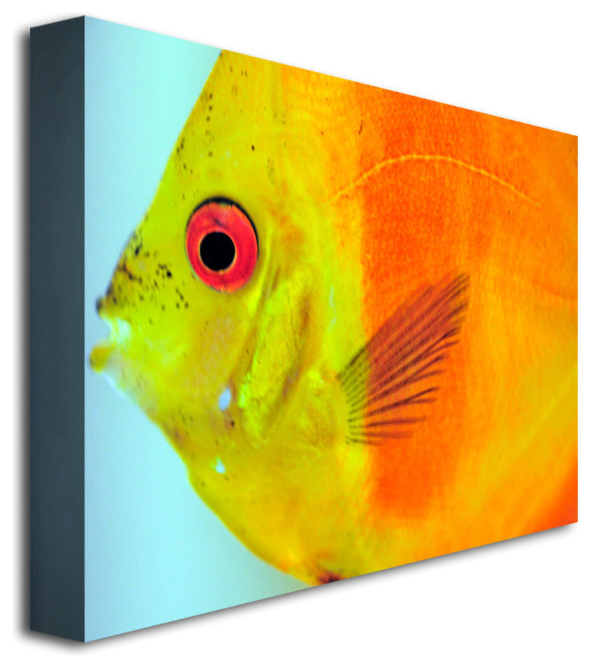 'Tropical Fish Closeup' Canvas Art by Kurt Shaffer