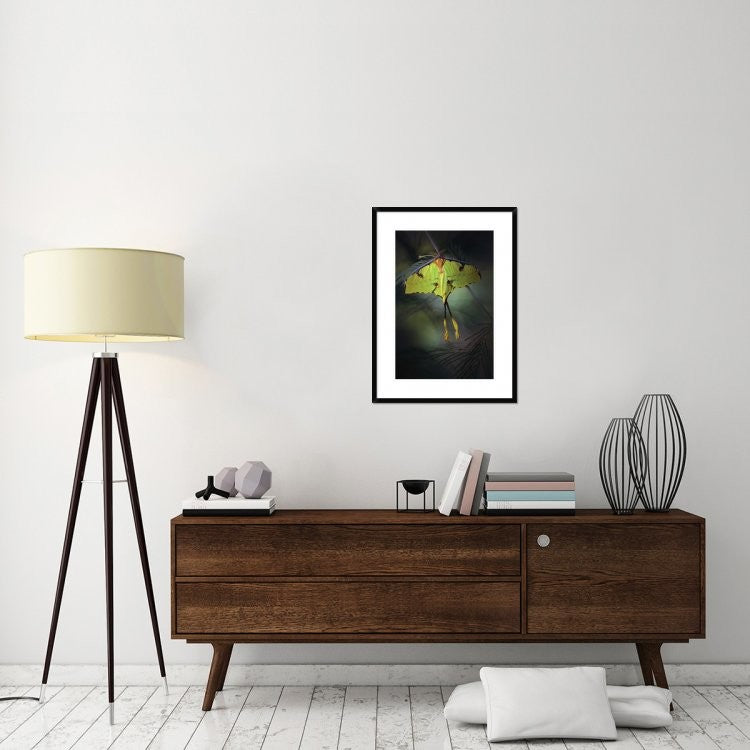 "Moon Moth" Framed Digital Print by Jimmy Hoffman, 24x32"