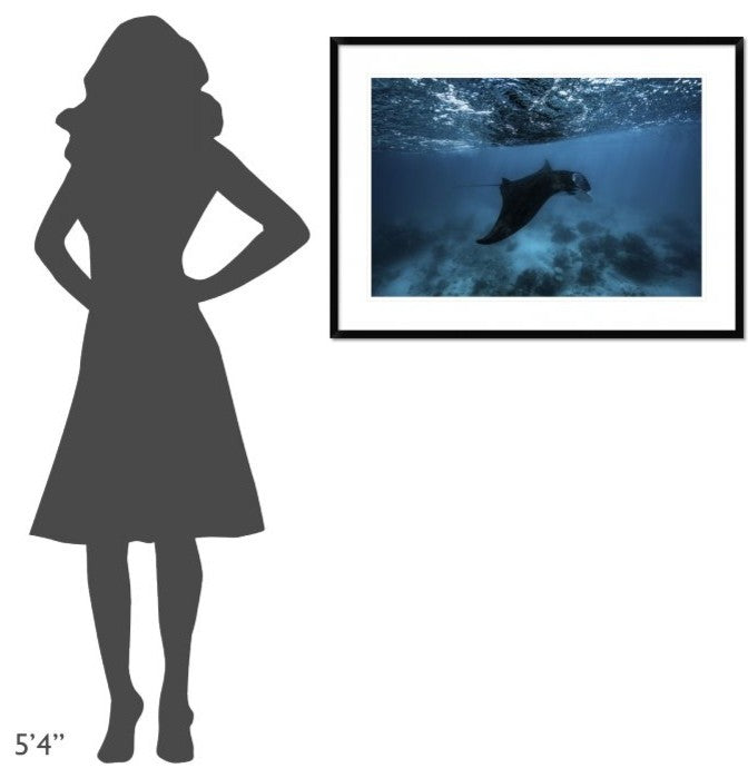 "Manta Ray" Framed Digital Print by Barathieu Gabriel, 38"x28"