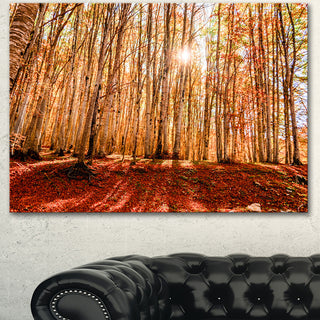 Bright Sun over Thick Fall Forest, Modern Forest Canvas Art, 40"x30"